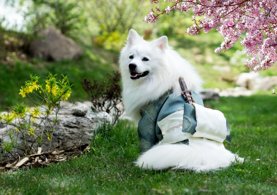 Dog Friendly Communities