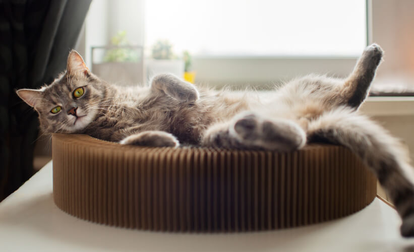 Pet-friendly home Pet-friendly home